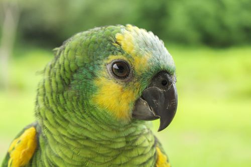 Free A detailed close-up of a colorful Amazon parrot perched outdoors in Bolivia. Stock Photo