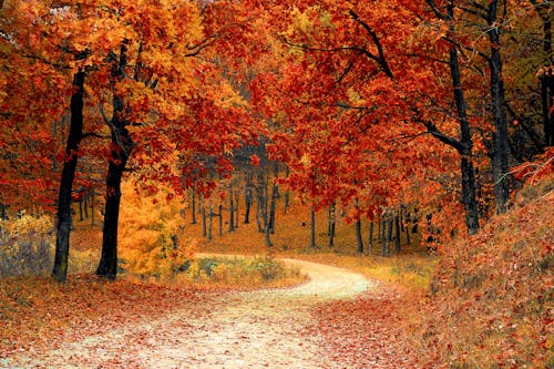 Free Red Leaf Trees Near the Road Stock Photo