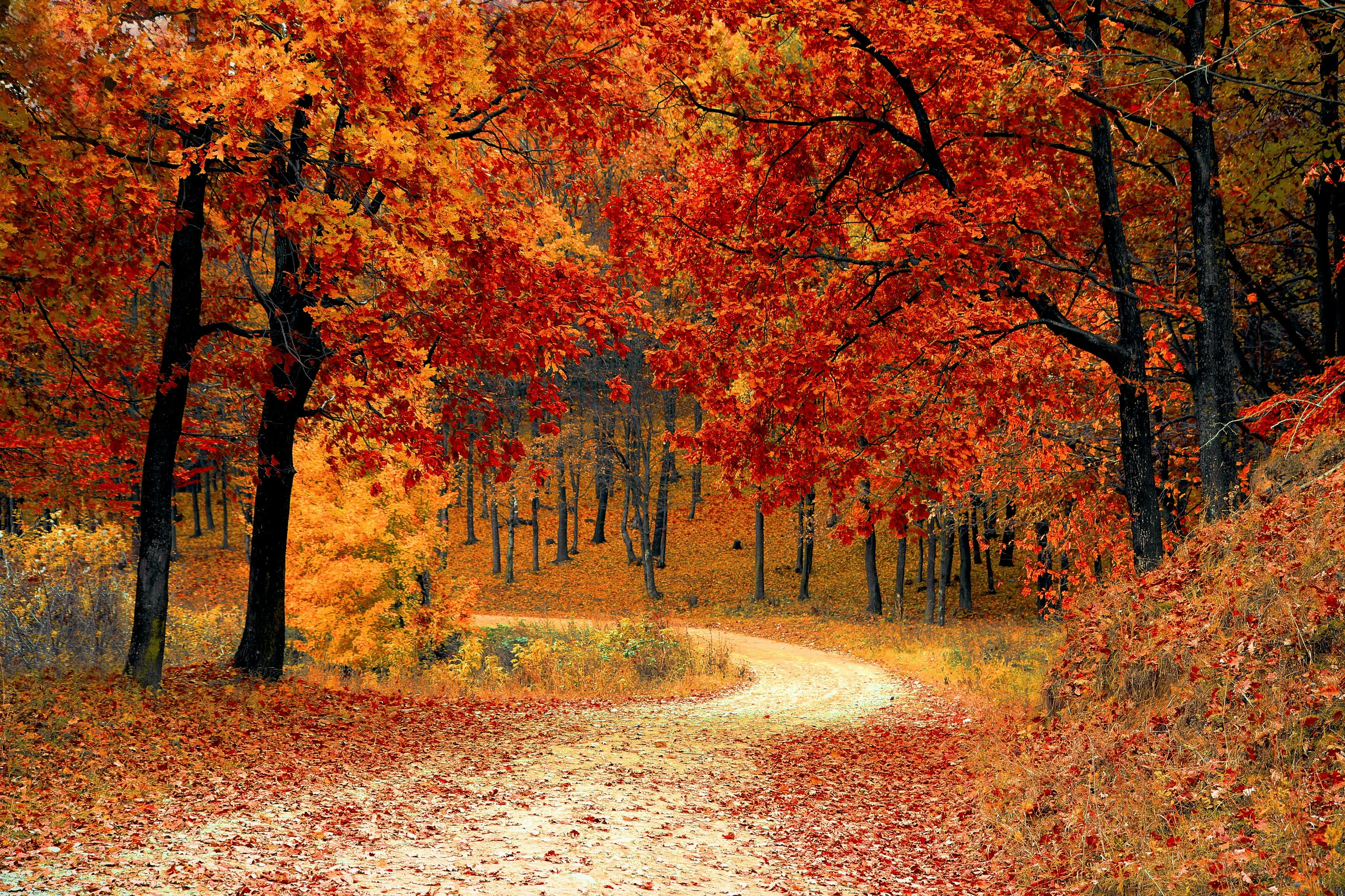 Red Leaf Trees Near the Road by Pixabay