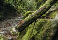 Moss-Covered Fallen Tree in Lush Forest Landscape