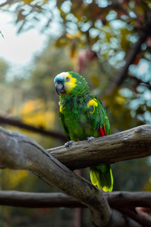 Free Colorful Amazon parrot perched on a tree branch in a natural setting, showcasing its vibrant plumage. Stock Photo