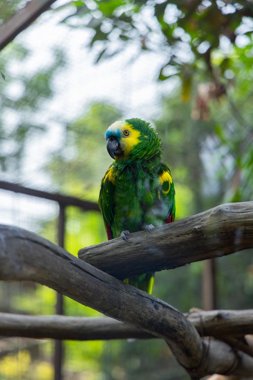 Free A colorful parrot sits on a branch displaying its vibrant green and yellow feathers. Stock Photo