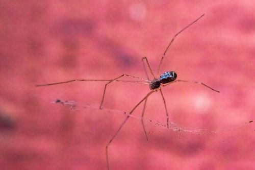 Free Close-up capture of a delicate daddy long-legs spider on its web against a pink background. Stock Photo