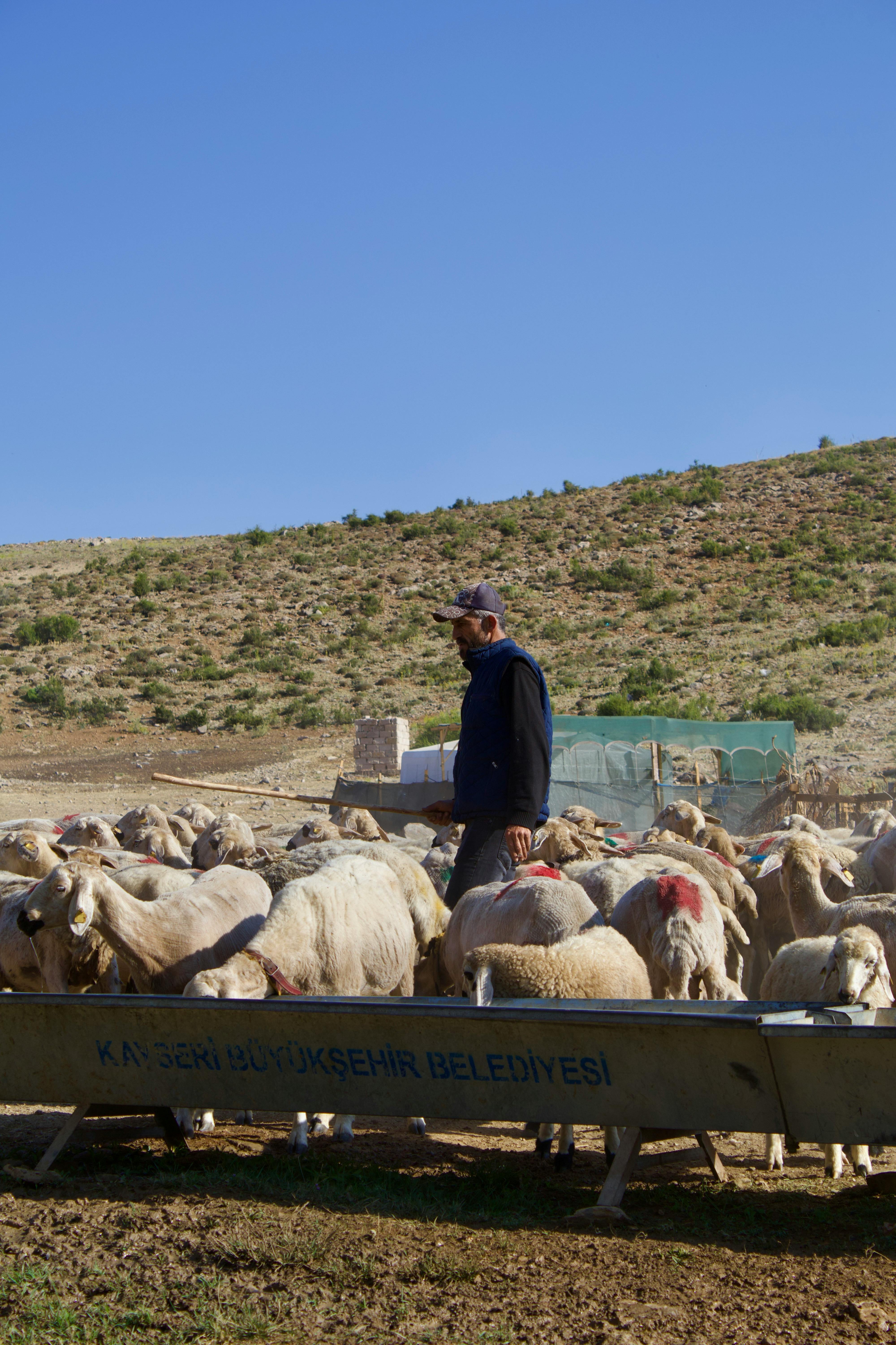 Shepherd tending to sheep under clear skies in rural Kayseri, Turkey.