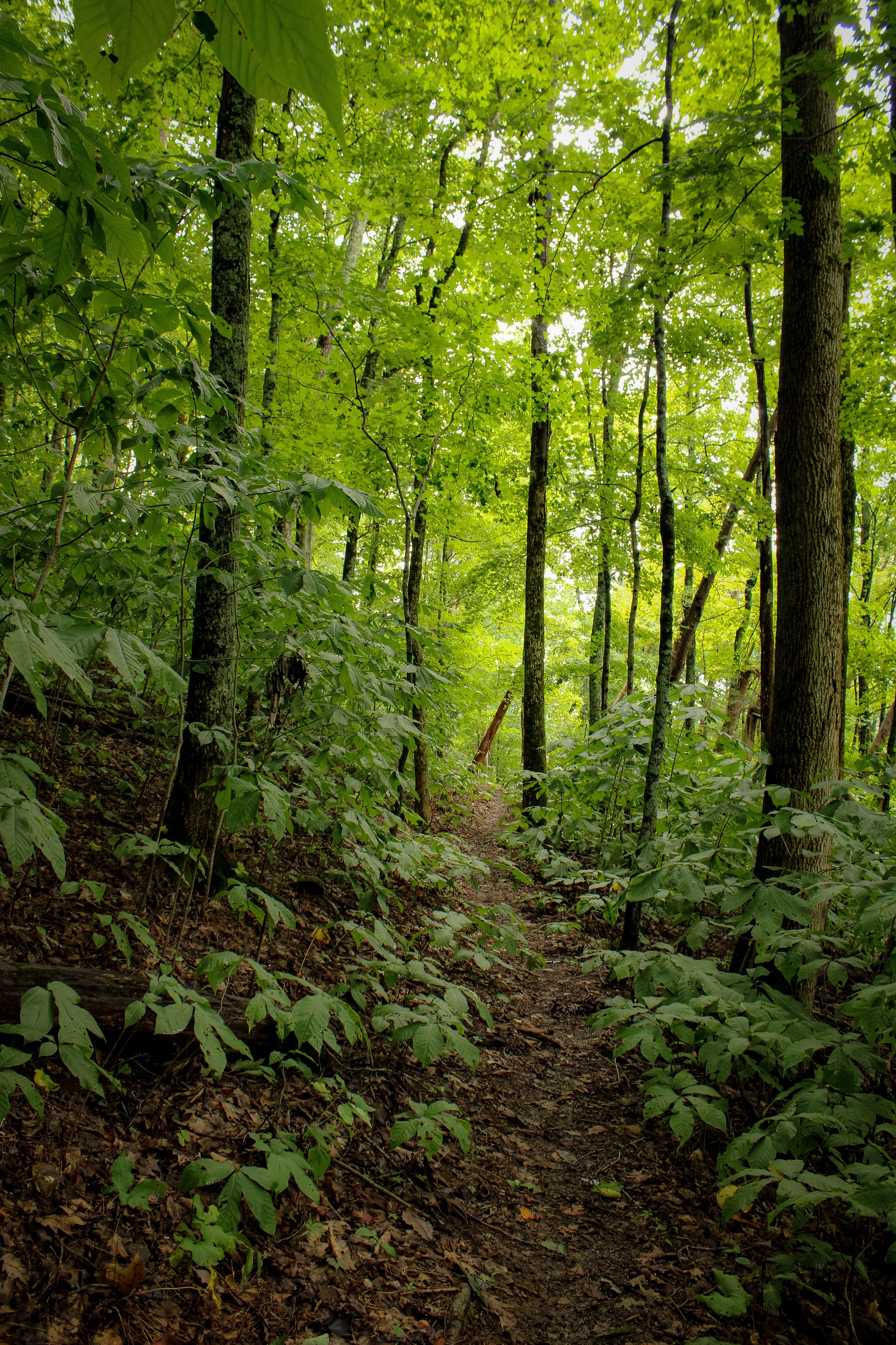 Serene Forest Pathway in Lush Greenery · Free Stock Photo