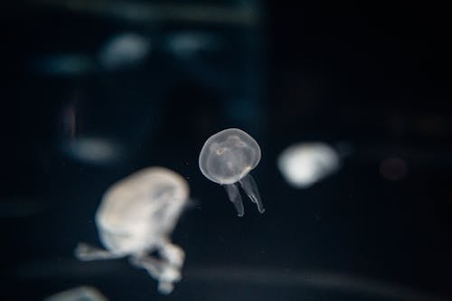 Ilmainen kuvapankkikuva tunnisteilla akvaario, eläin, meduusa
