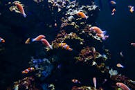 在色彩缤纷的水下场景中，小丑鱼在充满活力的珊瑚周围游动