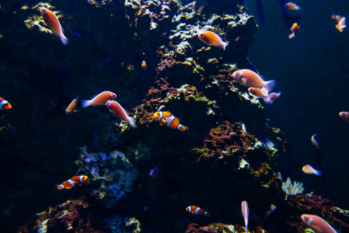 Photo Of Fishes Underwater