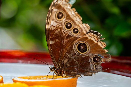 Detailed image of a brown butterfly feeding on an orange slice with a lush green background.