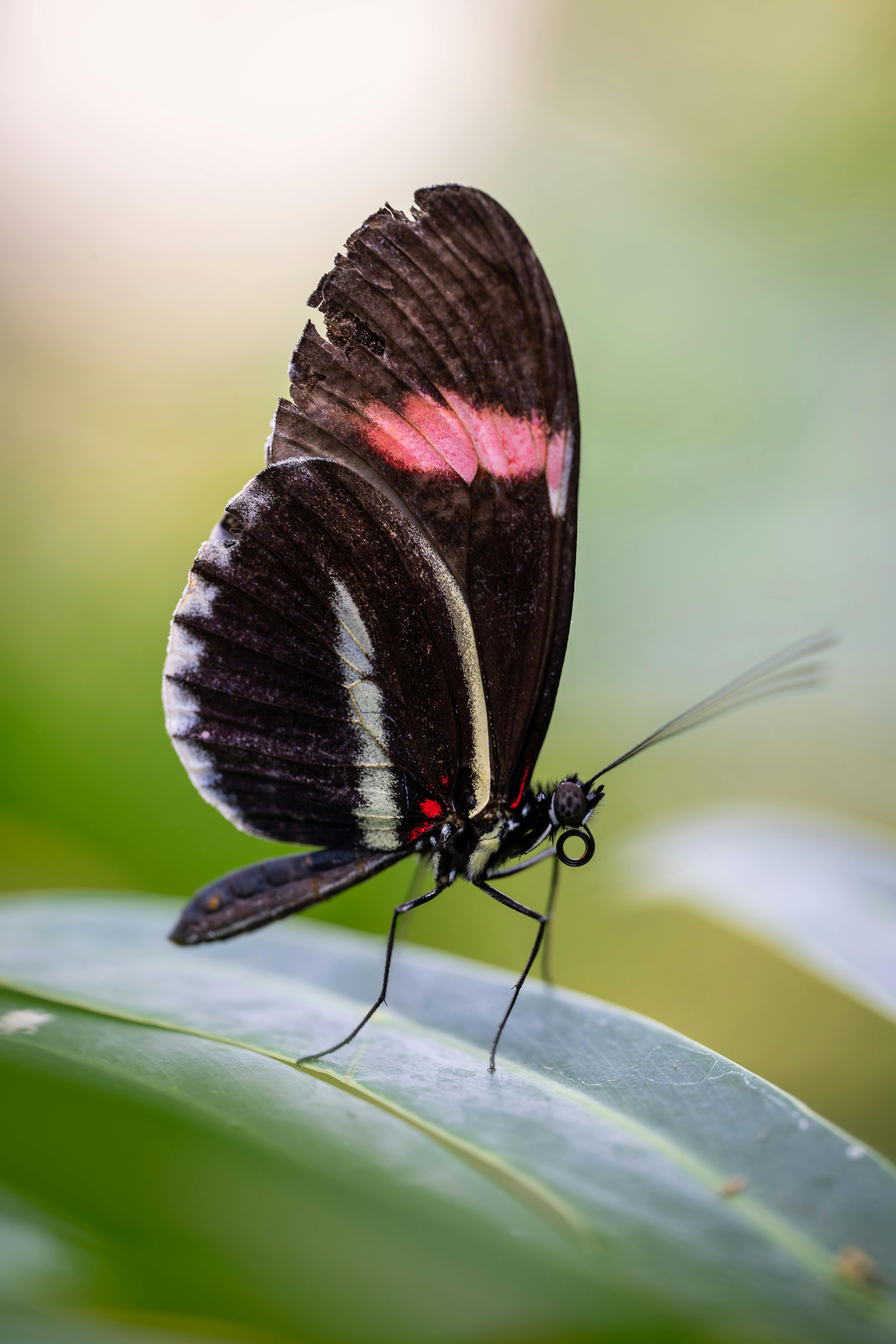 2,735,718+以上の無料赤い蝶画像