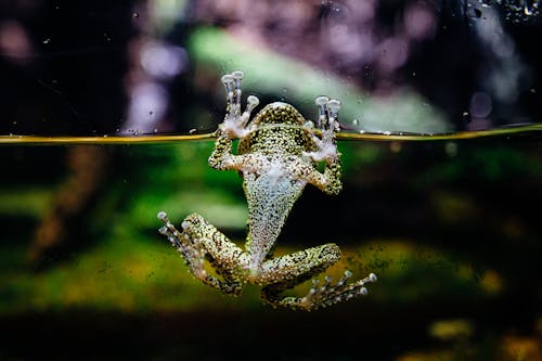 Ilmainen kuvapankkikuva tunnisteilla akvaario, eksoottinen, eläin