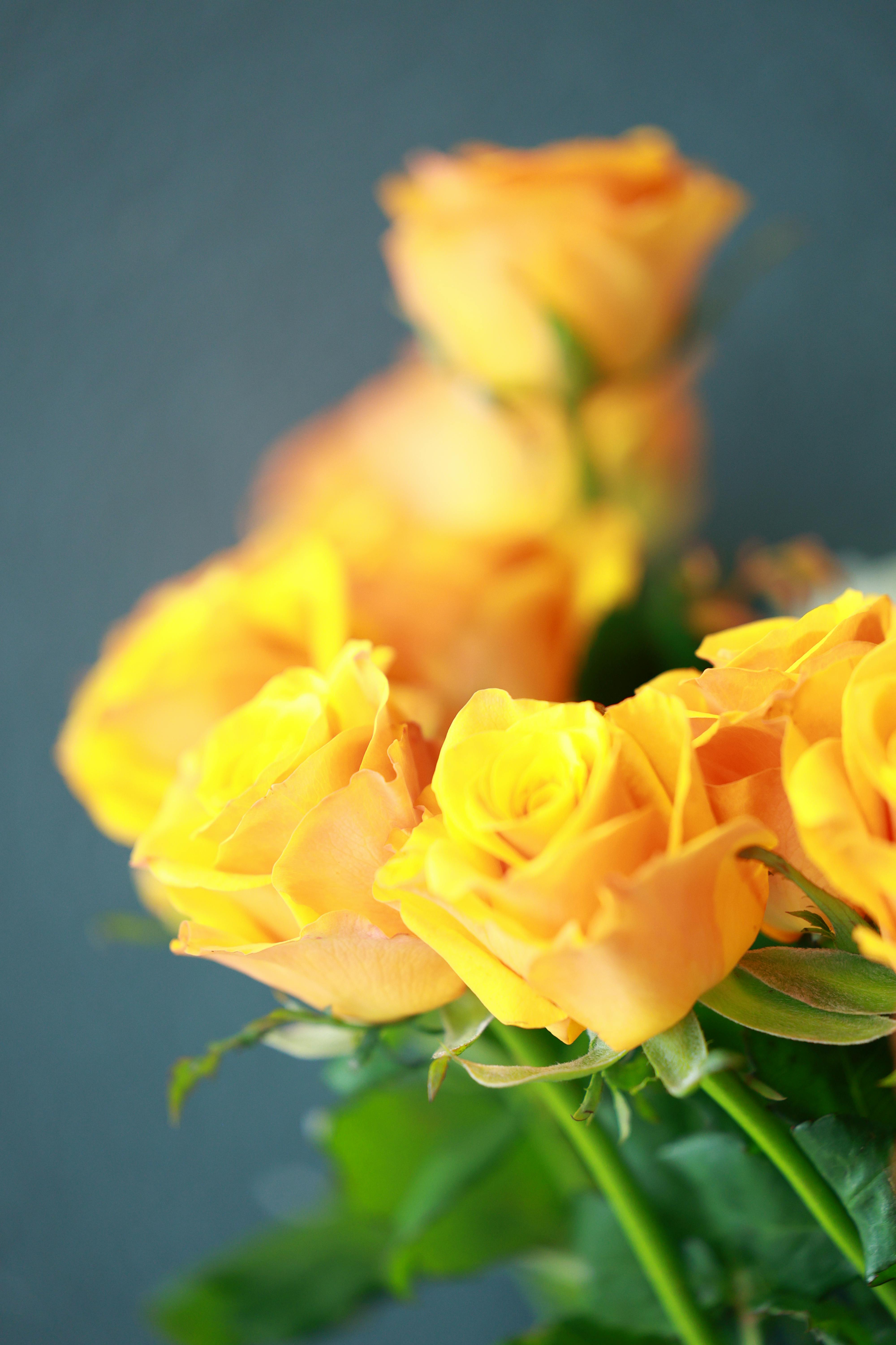 [ColoSach]-beautiful-close-up-of-yellow-roses-in-full-bloom-against-a-soft-background.