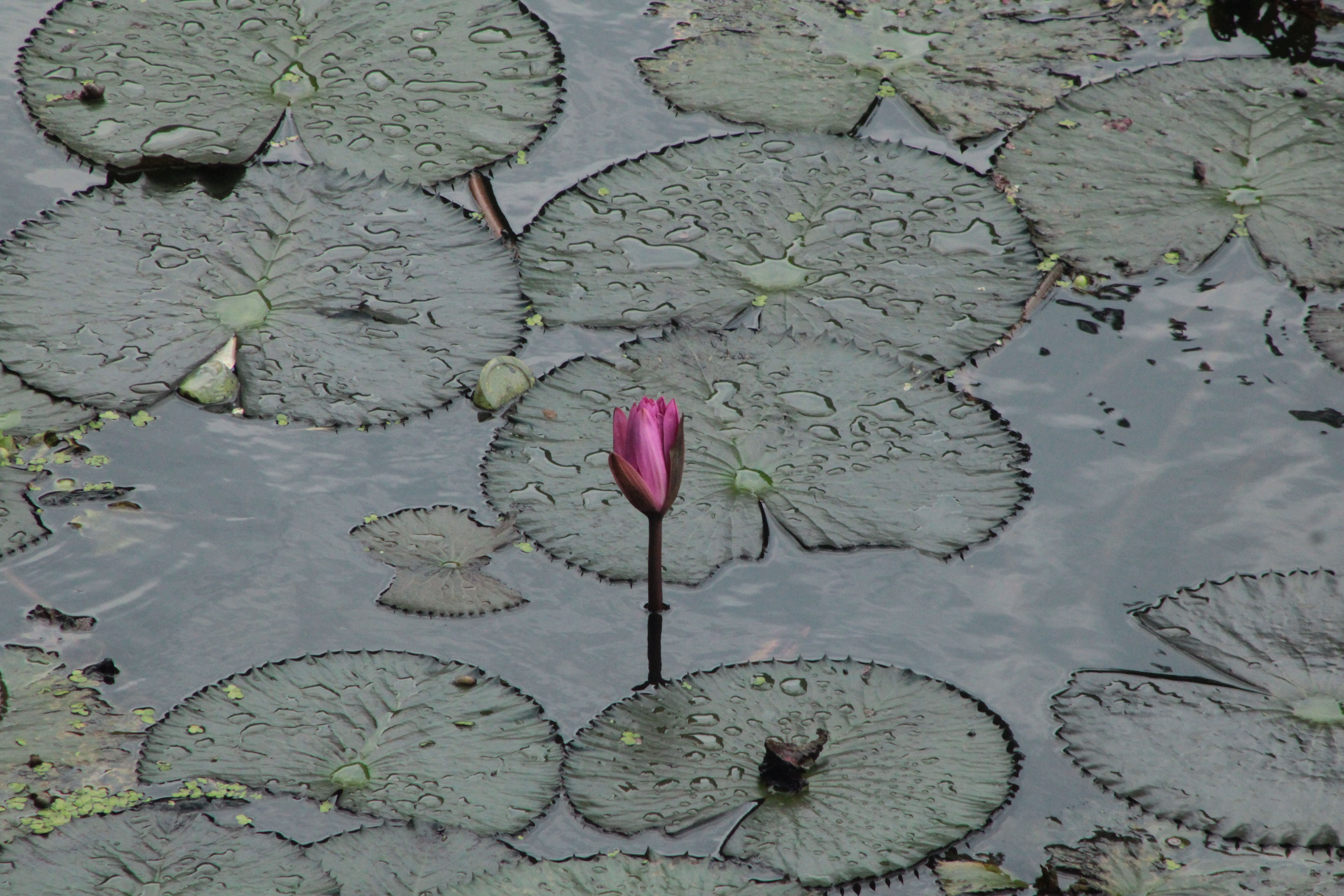 A lone pink lotus flower rises above water surrounded by green lily pads.