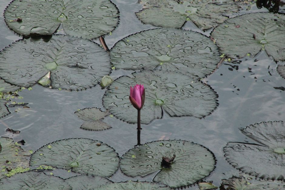 A lone pink lotus flower rises above water surrounded by green lily pads.