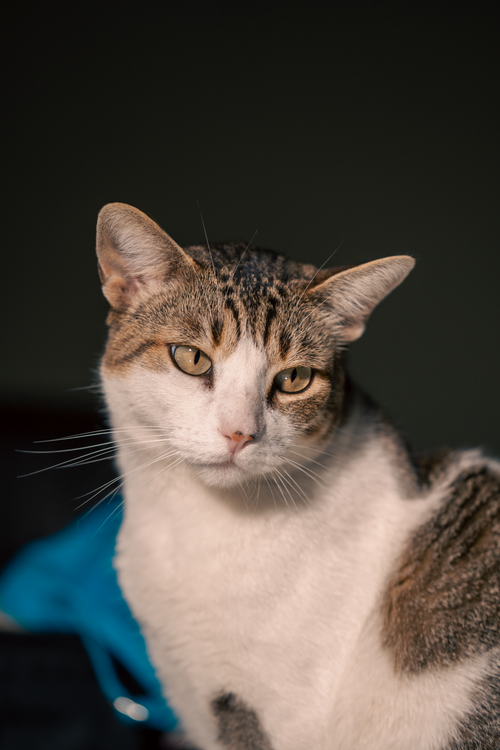Free Close-up of a domestic cat with a blue background, captured in Santiago de Querétaro, Mexico. Stock Photo
