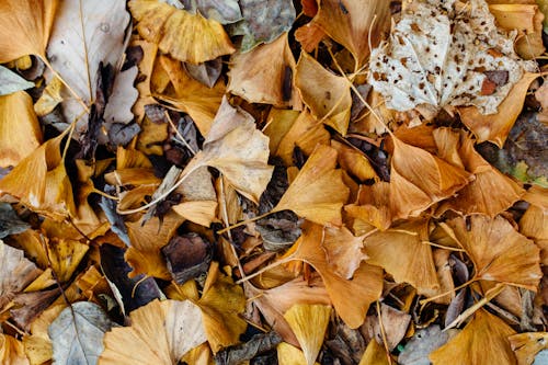 Kostnadsfri bild av falla, löv, säsong