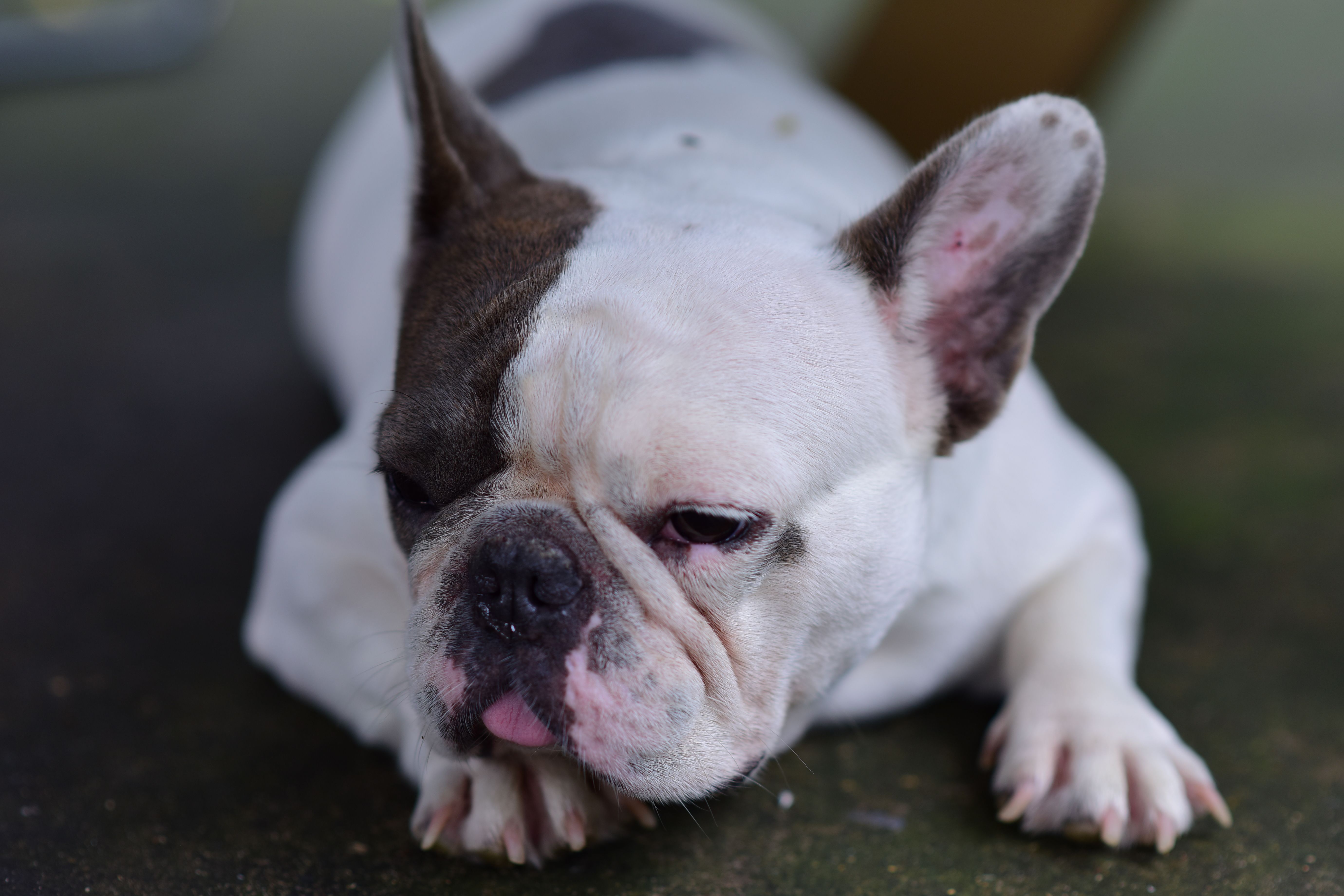 Adorable French Bulldog resting peacefully outdoors. Perfect for pet lovers and animal-related content.