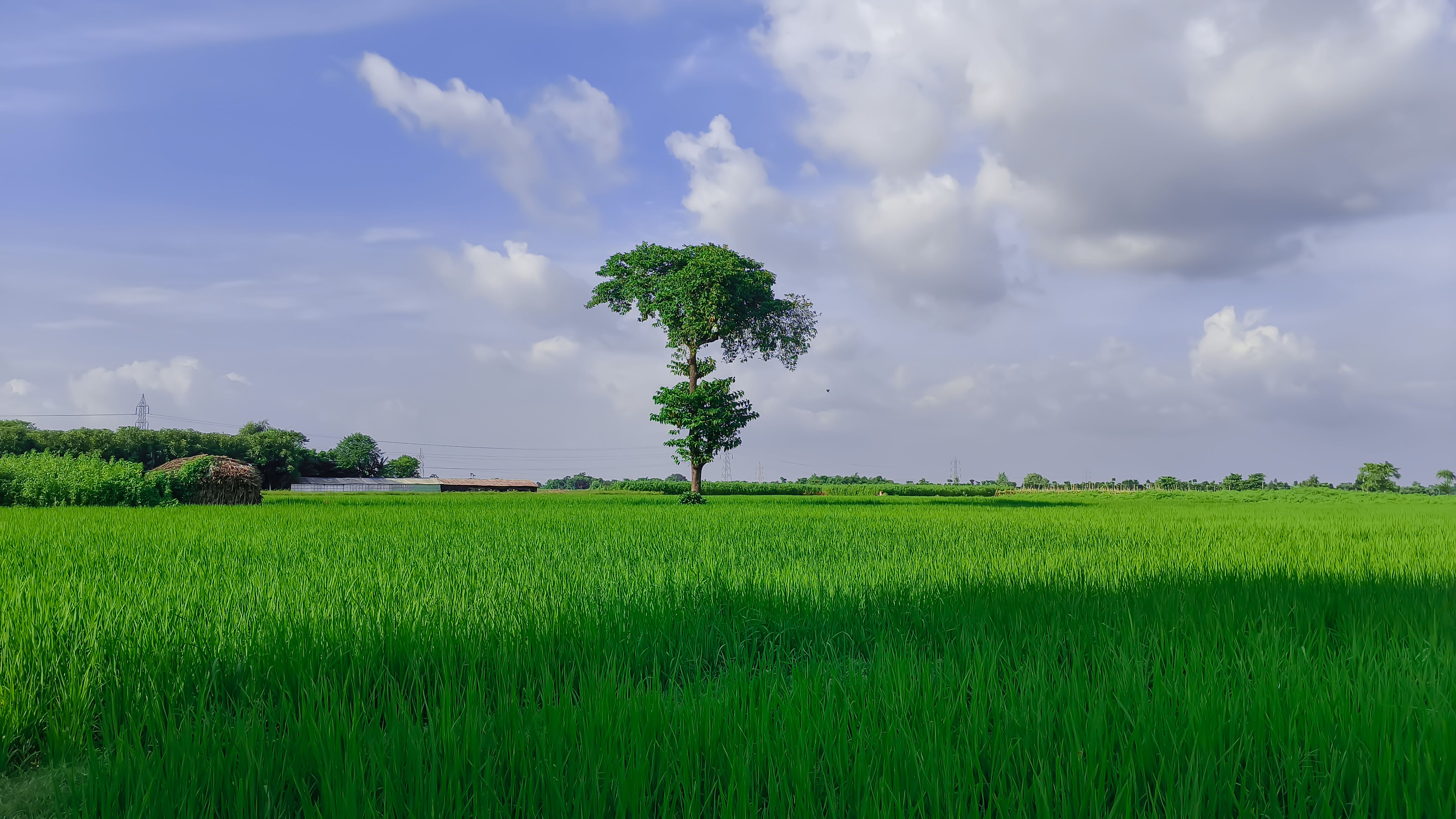 Lone Tree in Lush Green Field under Clear Sky · Free Stock Photo