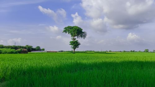Free Peaceful rural scene featuring a solitary tree in lush green fields under a bright blue sky. Stock Photo