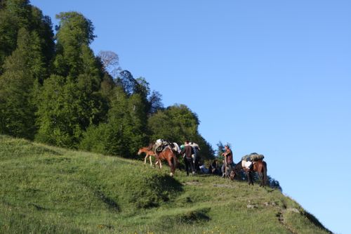 Free People and horses on a green hill under a clear sky, surrounded by dense forest. Stock Photo