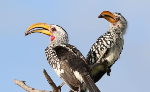 Free A pair of Southern Yellow-billed Hornbills perched on a branch in Botswana. Stock Photo
