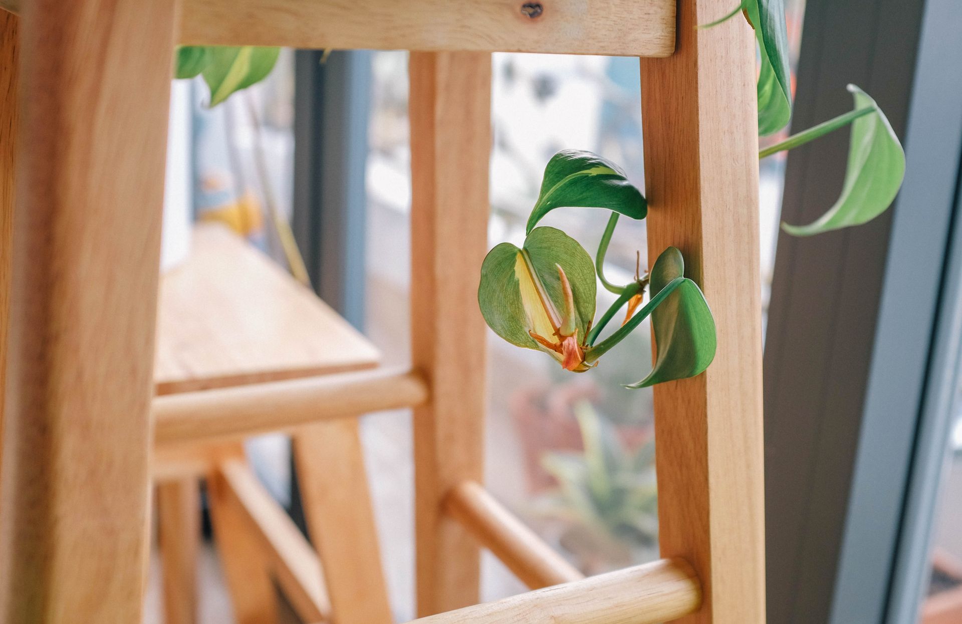 A contemporary wooden chair indoors with a vibrant climbing plant for a fresh look.