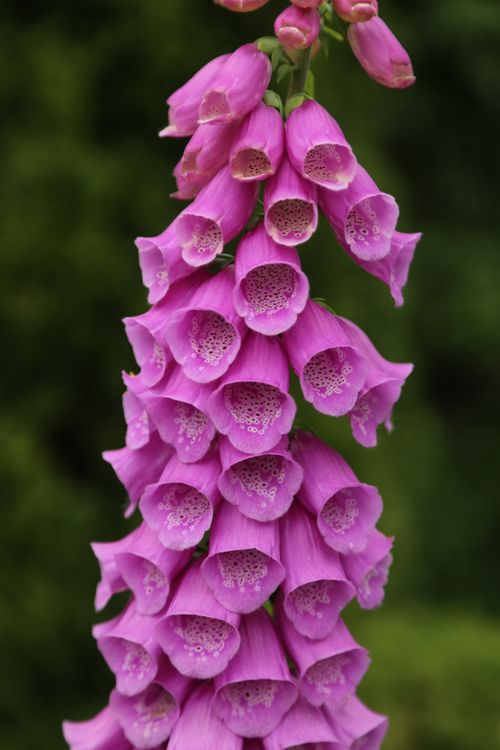 Free Close-up of vibrant pink foxglove flowers blooming in a Minsk garden, Belarus. Stock Photo