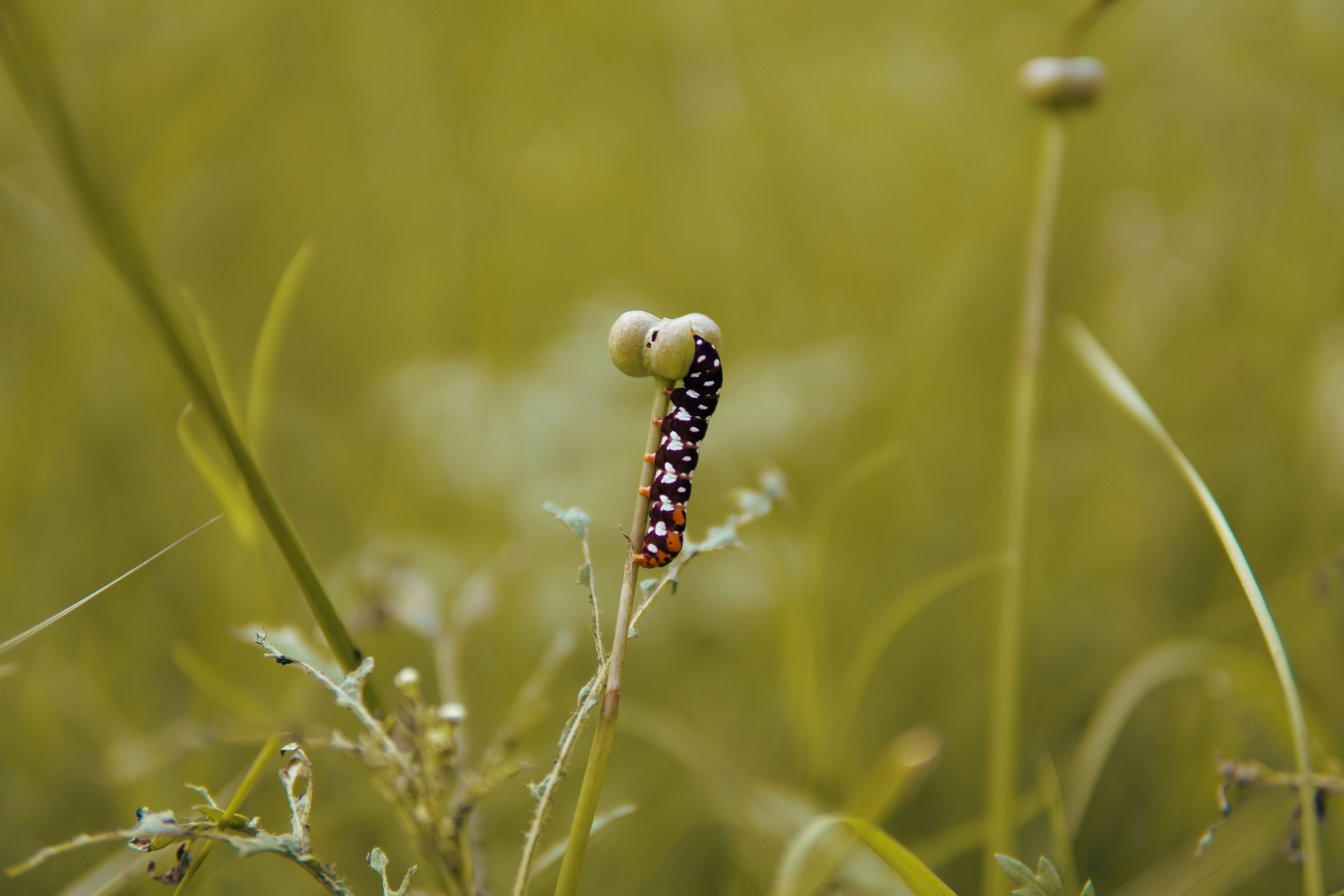 Stop Screwworm | Animal and Plant Health Inspection Service — Photo by Sarim Ashrafi on Pexels