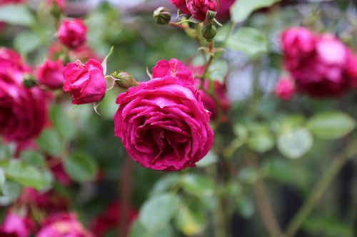 Free Close-up of vibrant pink roses blooming outdoors, showcasing their lush petals and vibrant colors. Stock Photo