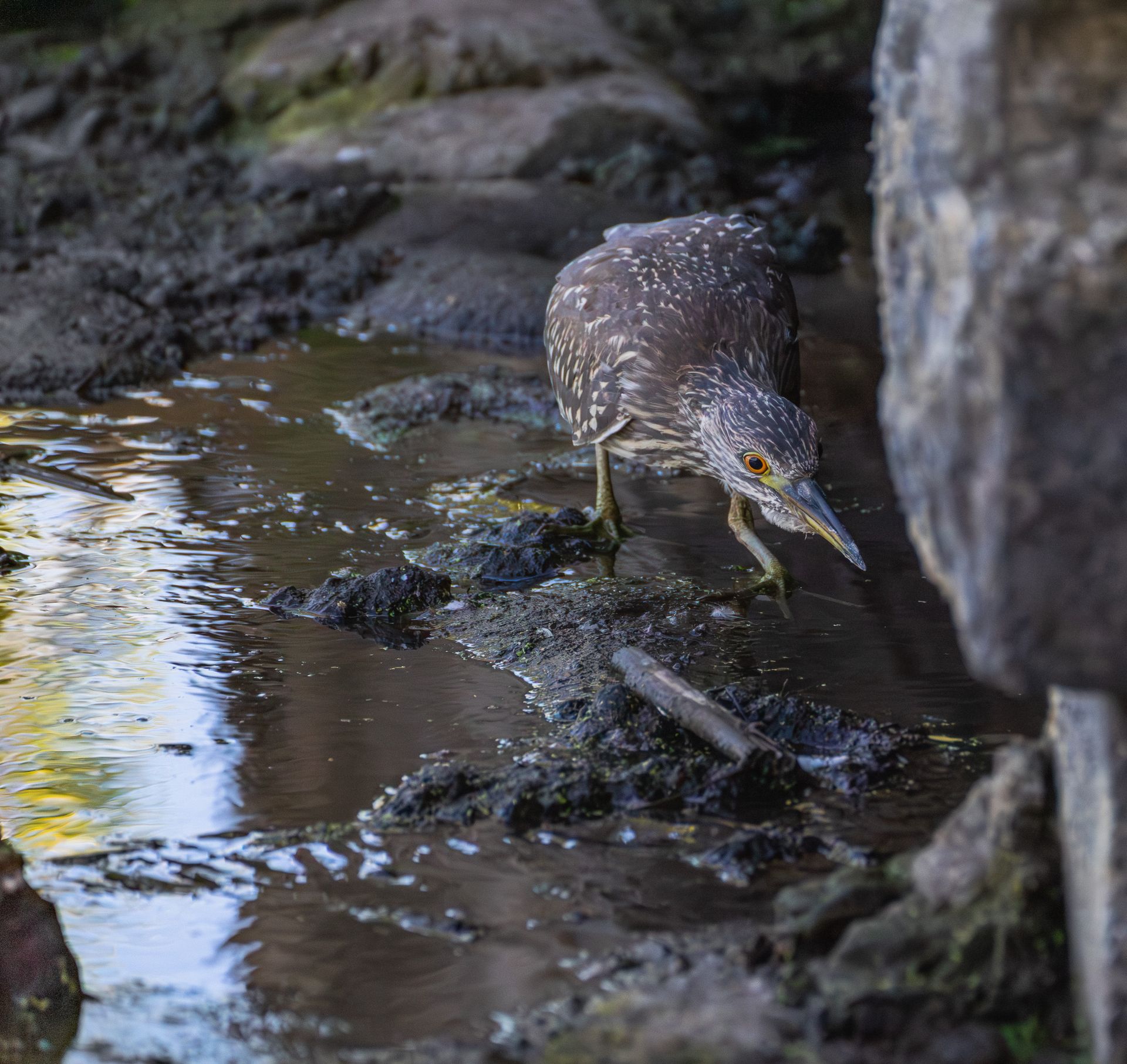 A juvenile night heron searching for food in a shallow, rocky creek bed.