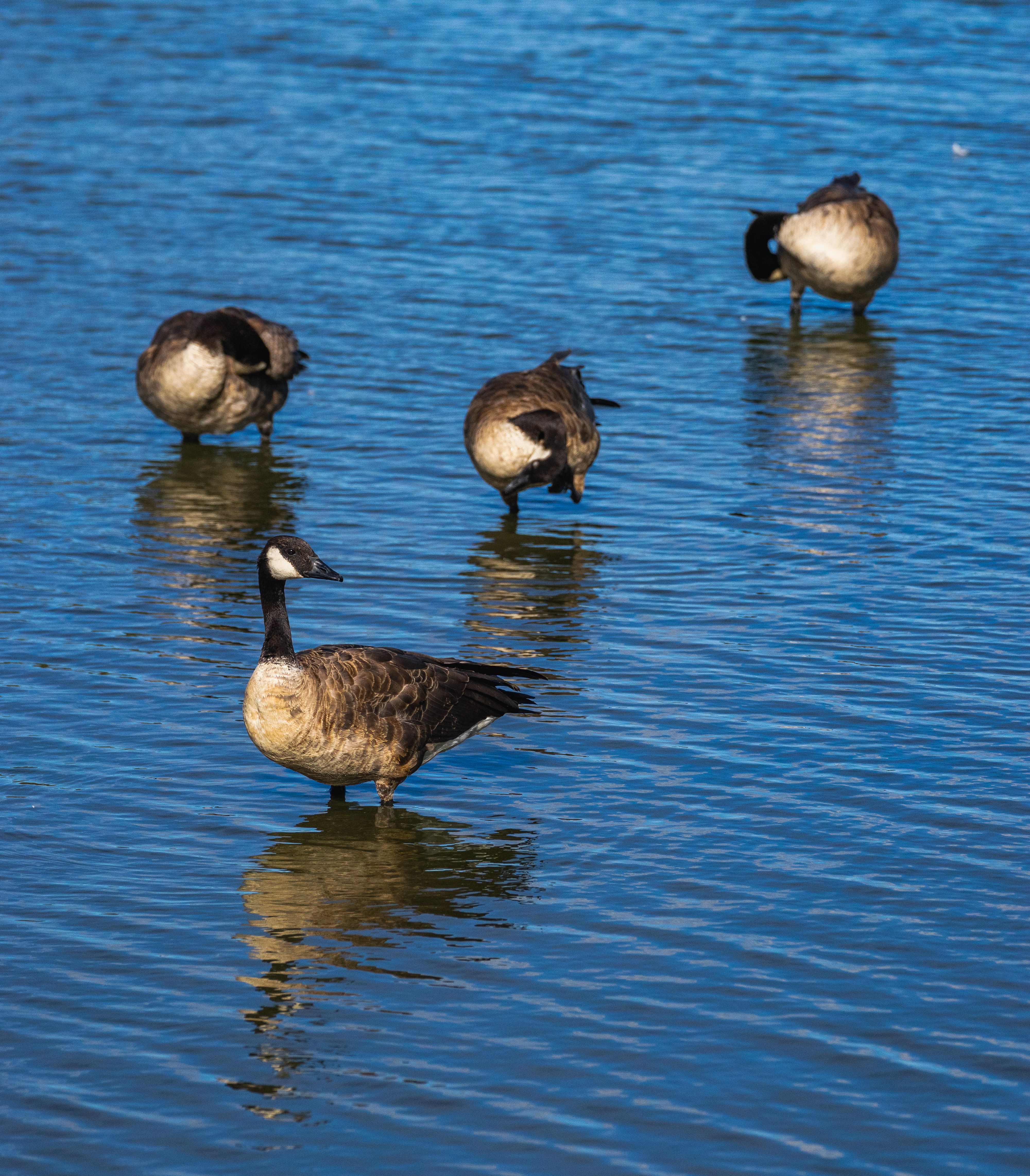 Canadian Geese in Serene Water Scene · Free Stock Photo