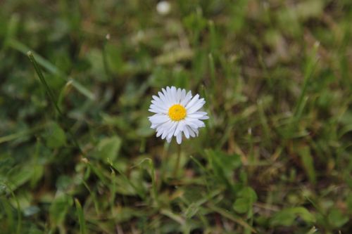 Free Beautiful single daisy flower among grass, offering a serene nature view. Stock Photo
