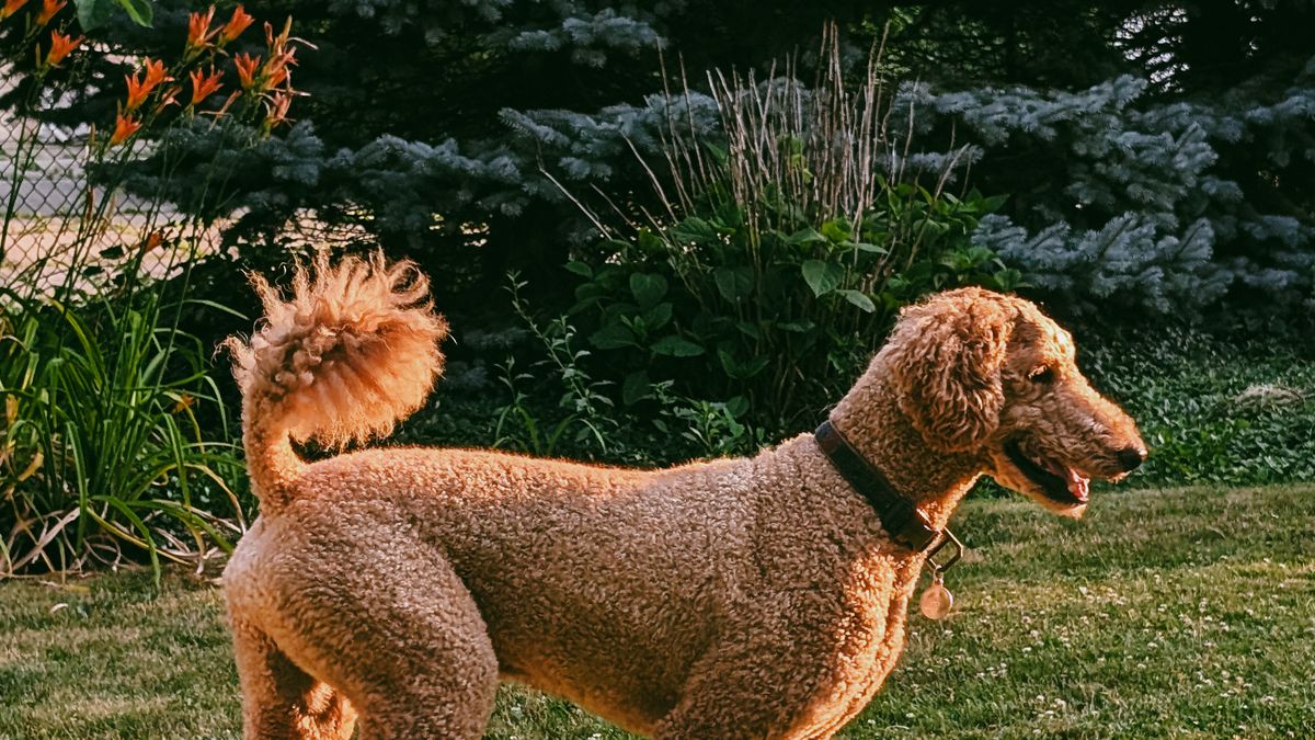 Poodle Colors: 11 Solid Colors, Clearing & Parti Explained