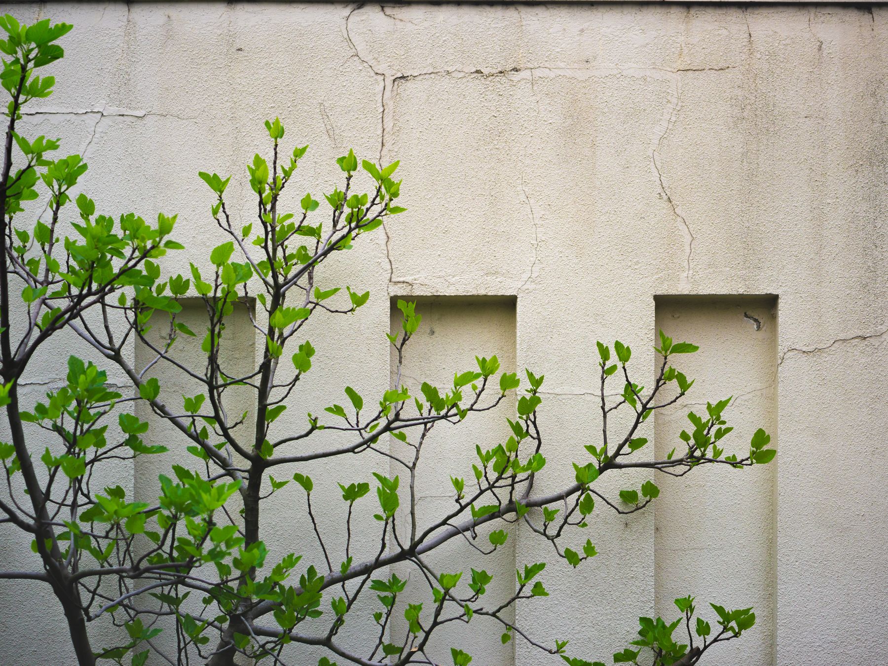Masonry and Render Painting in Tooting Bec — quality trade paint going on in two coats