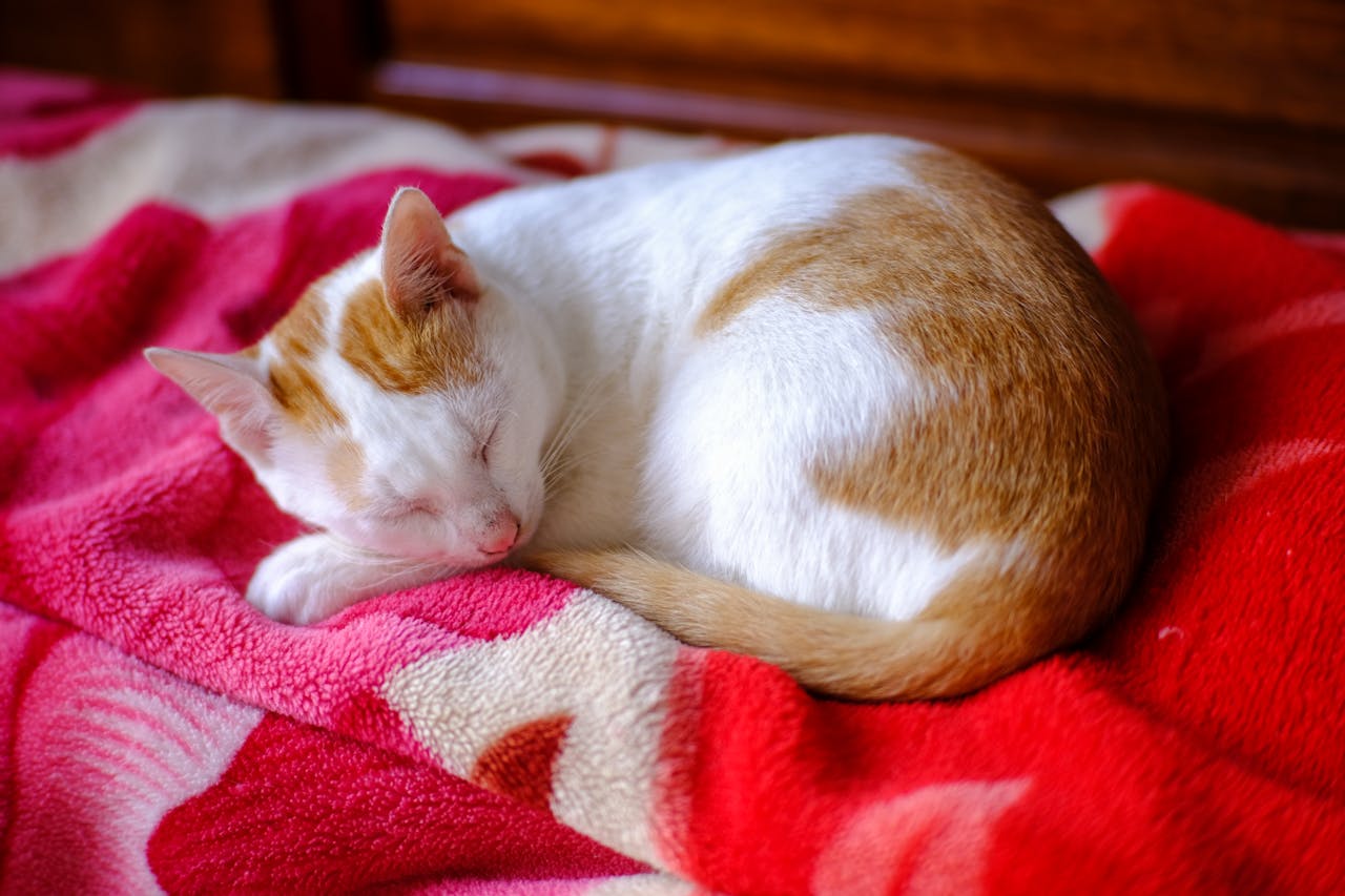 Thám tử lừng danh Conan | Chương 0250