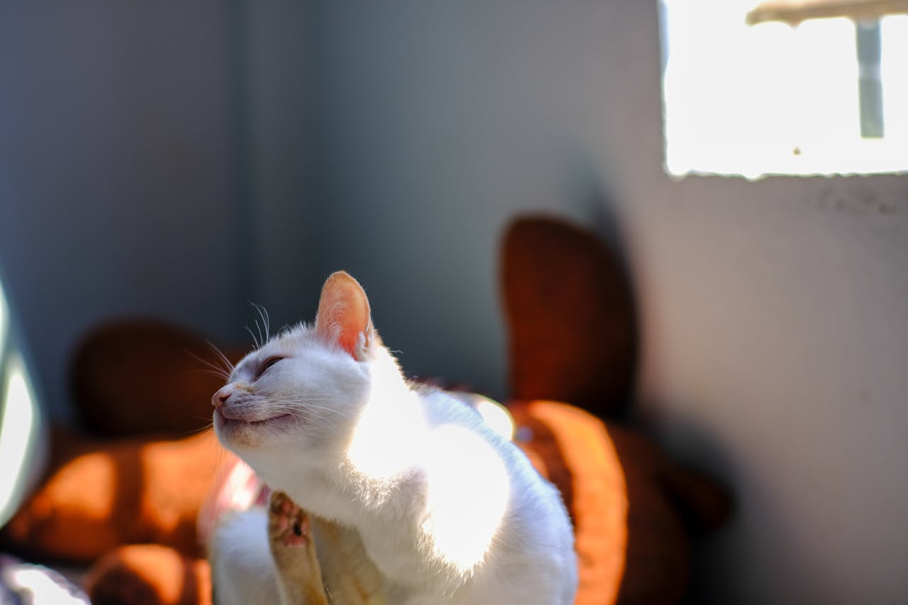 Thám tử lừng danh Conan | Chương 0648