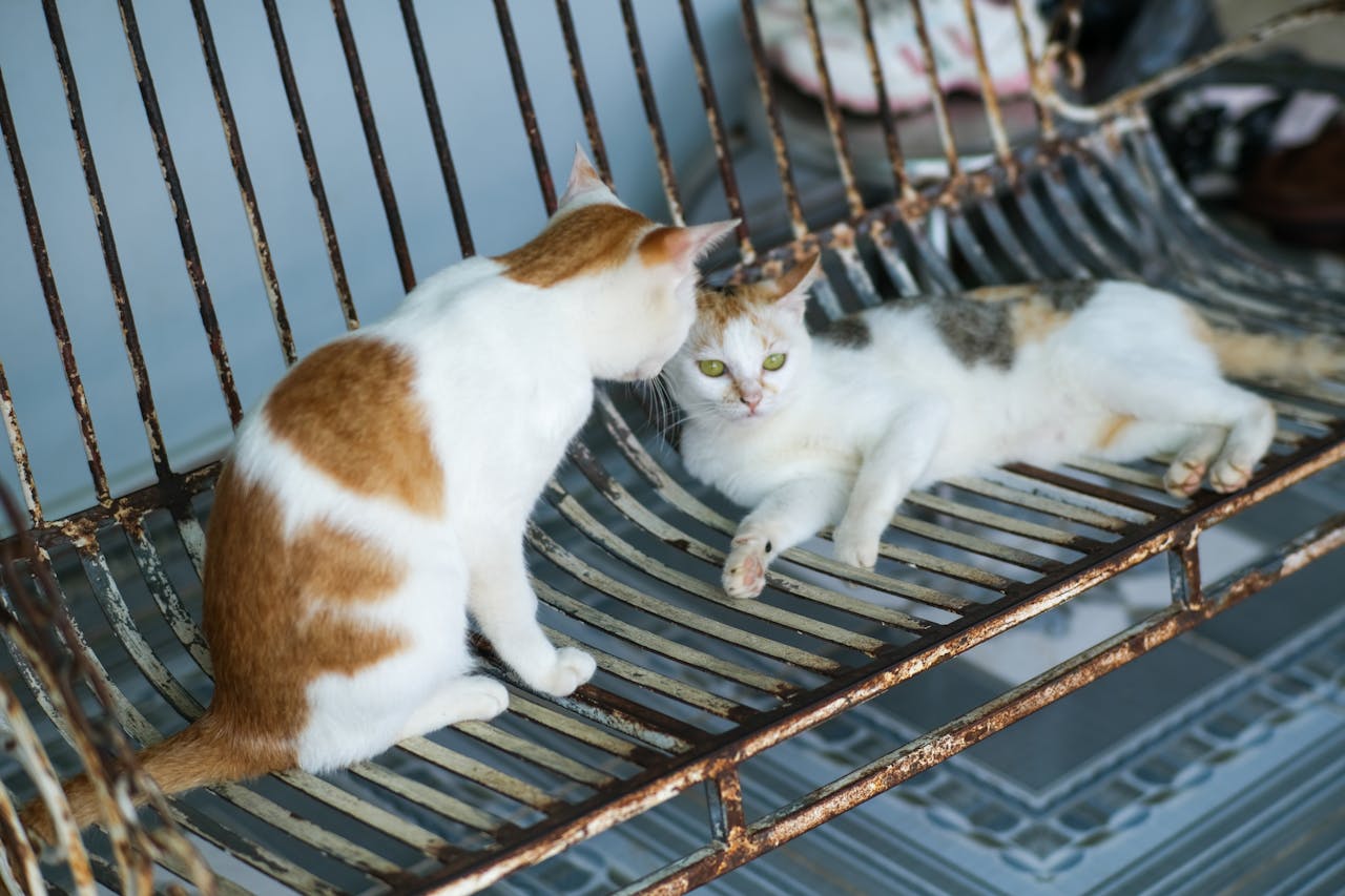 Cẩm nang du lịch Sầm Sơn