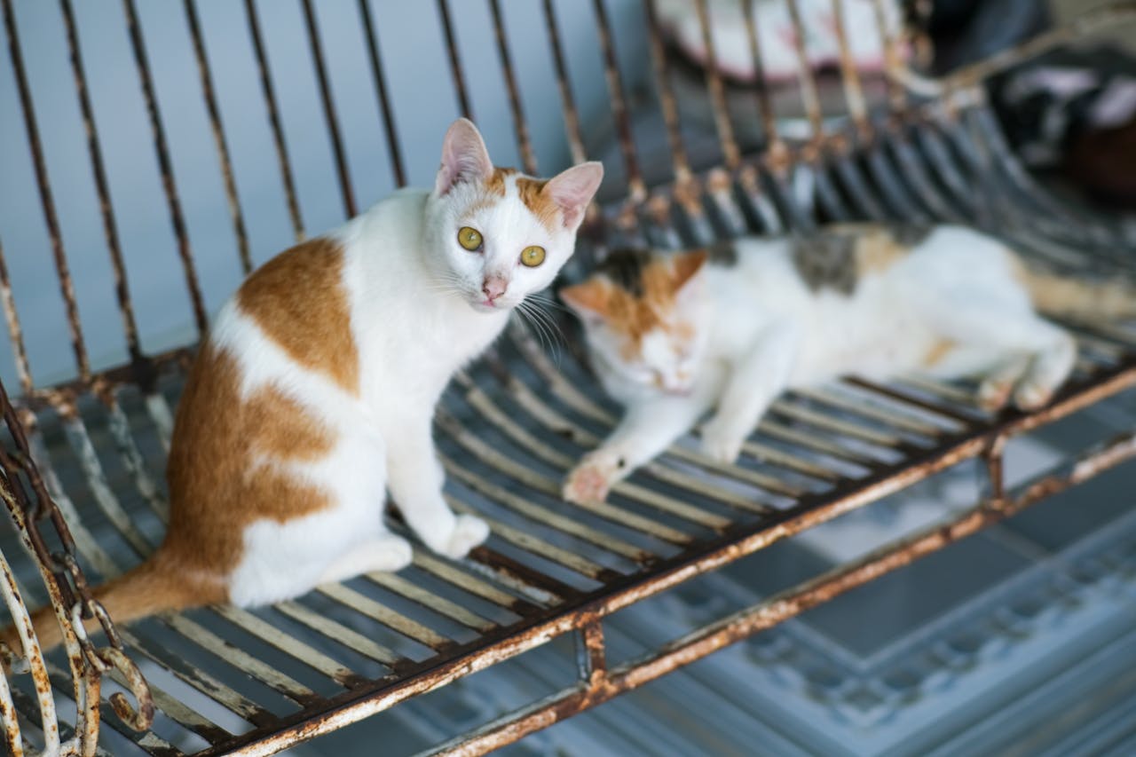 Biên niên ký chim vặn dây cót | Chương 27