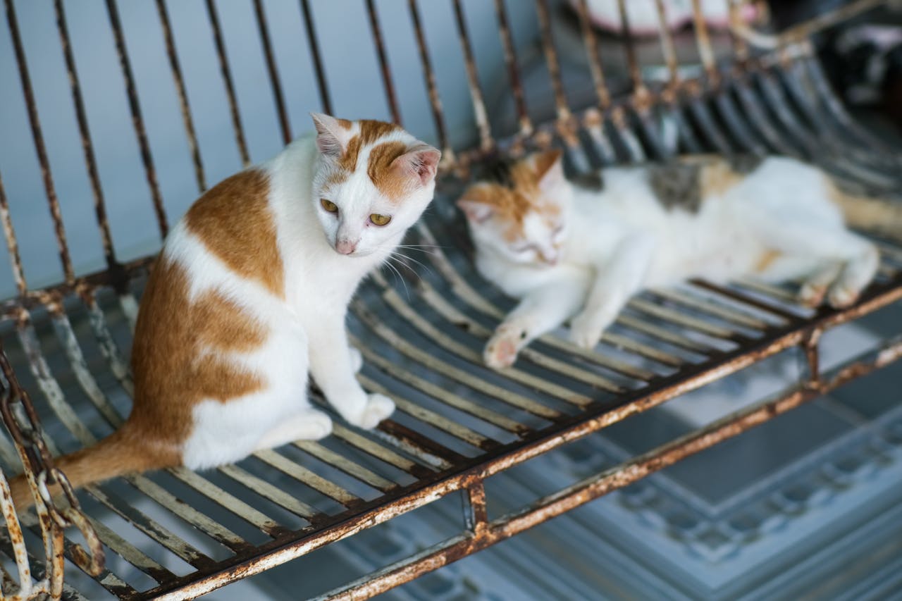 Thám tử lừng danh Conan | Chương 0677