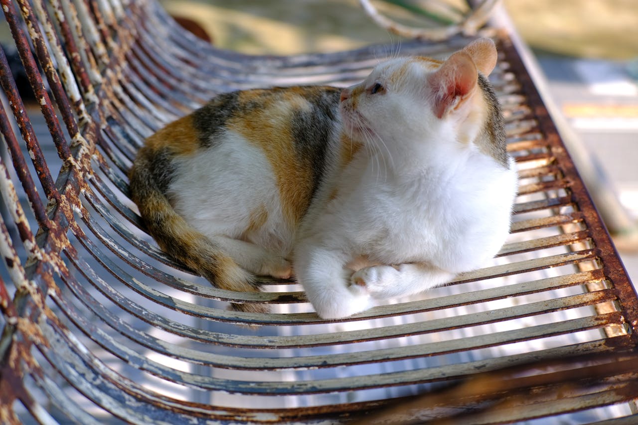 Lễ tạ ơn khởi nguồn cho sự đoàn kết ở Mỹ như thế nào?