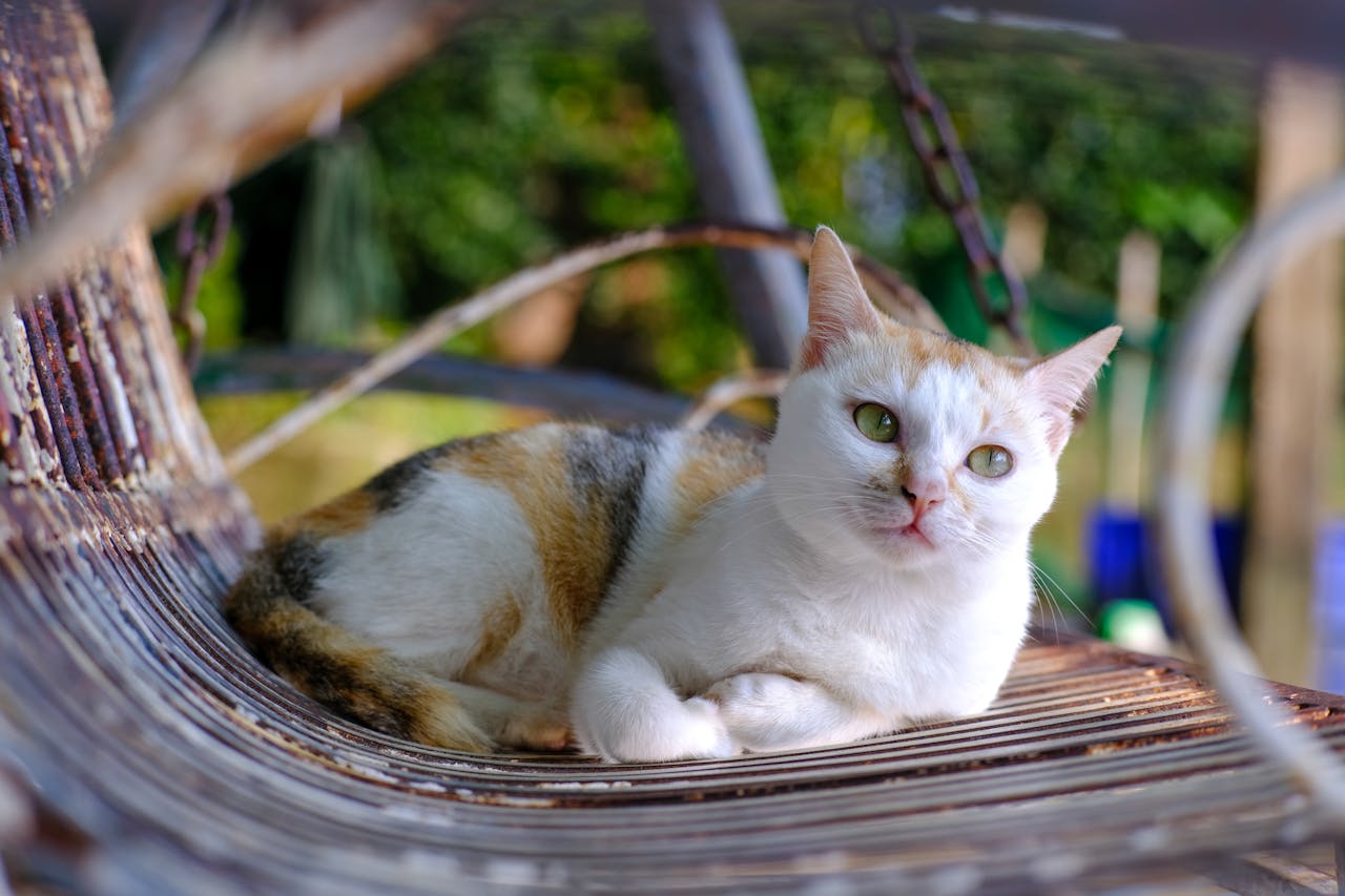 Mùa xuân đã đến khi tháng Hai gõ cửa