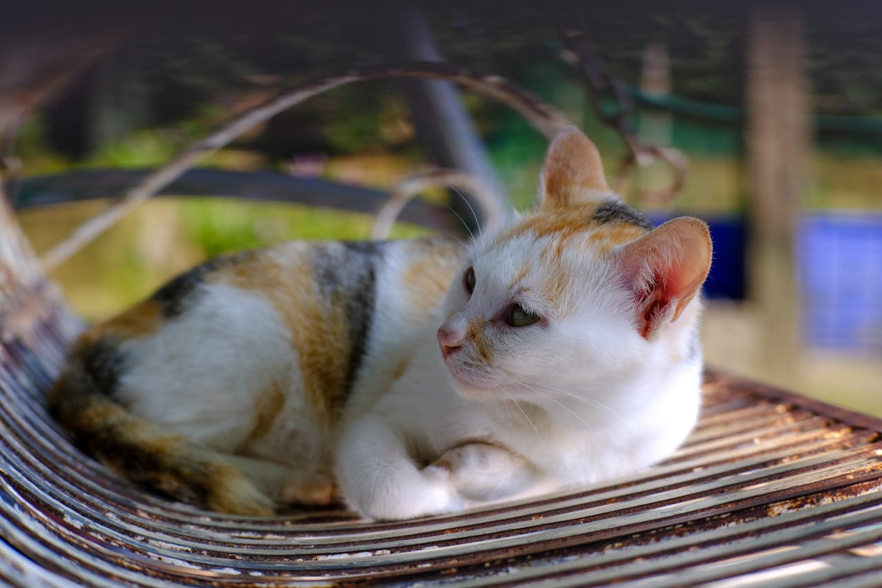 Ai đã đặt tên cho dòng sông