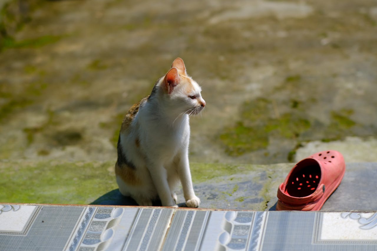 Thám tử lừng danh Conan | Chương 0803