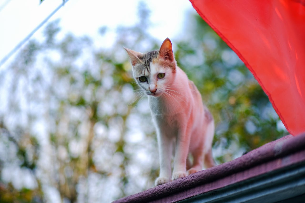 Nguồn gốc bí ẩn của hiến tế người