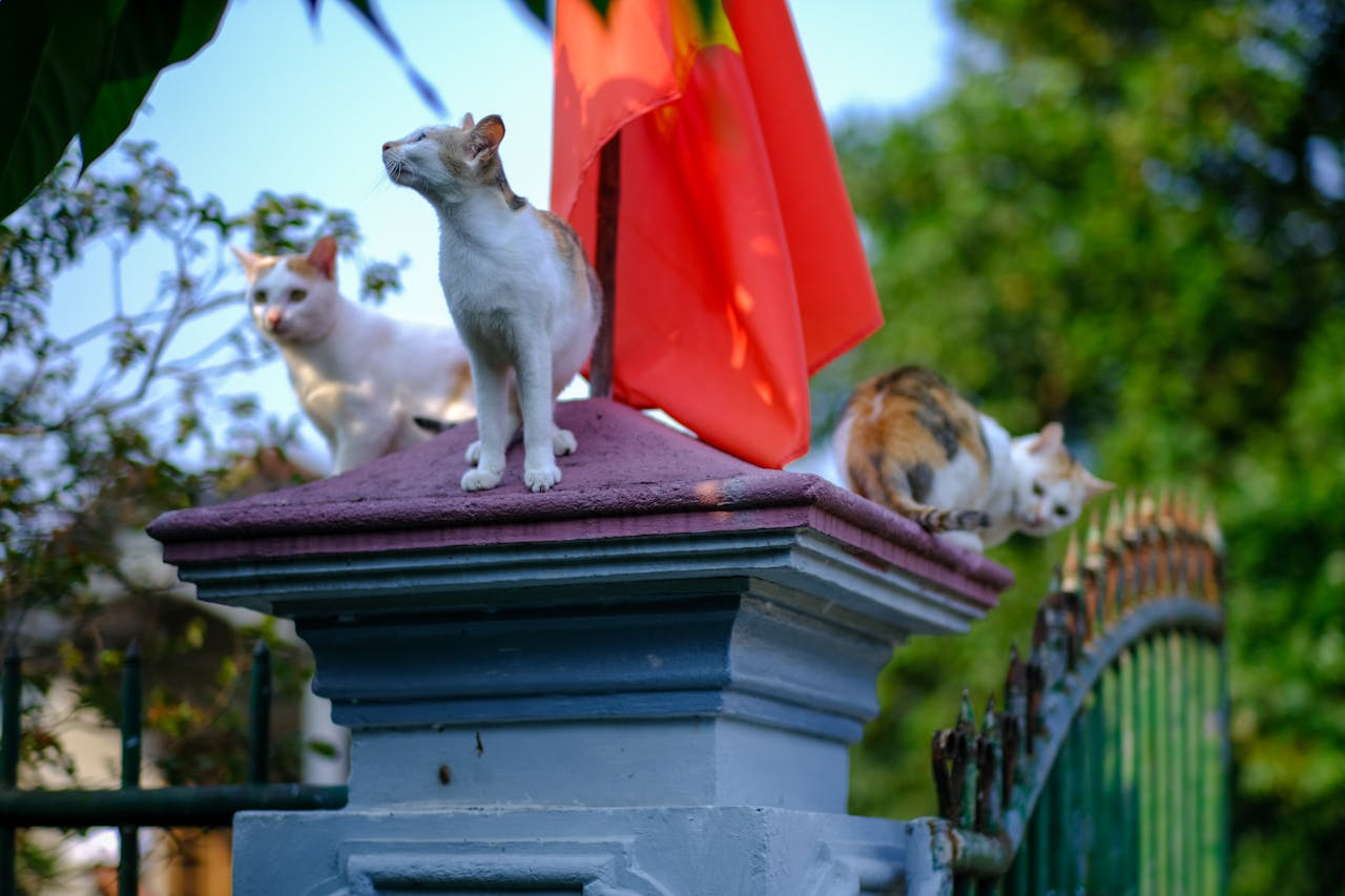 Truyện chàng Hoichi cụt tai