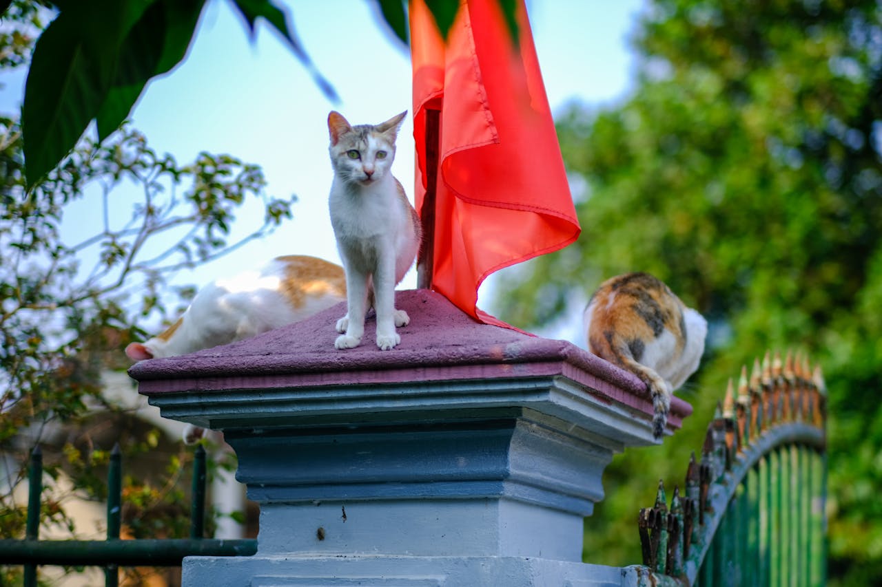 Xin chịu khó đọc là Kappa