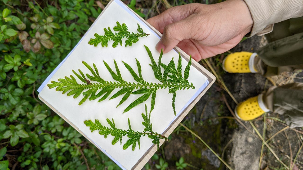 Quả táo thần kỳ của Kimura và ý chí con người