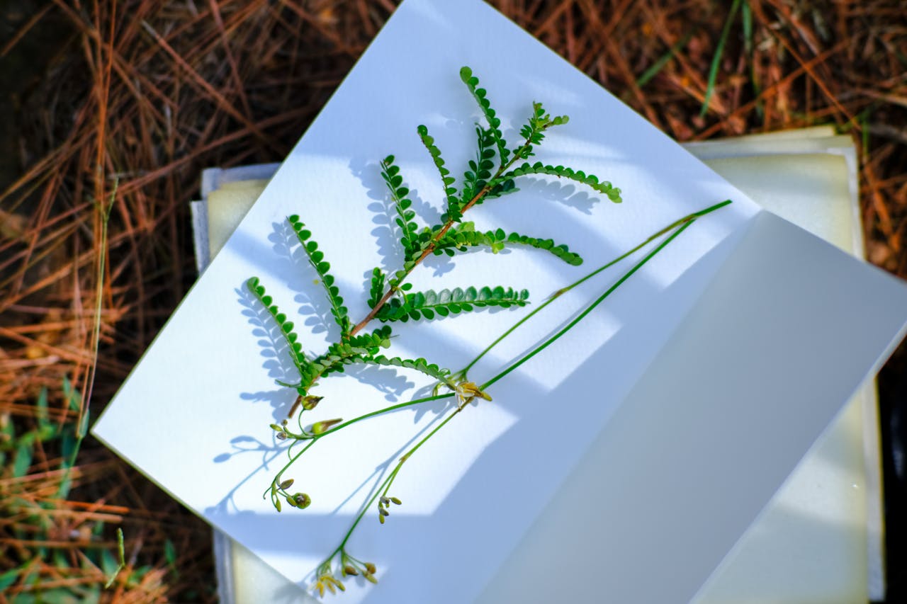 Tái tạo nông nghiệp đối phó biến đổi khí hậu