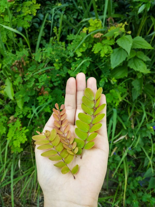 Trung tâm nghiên cứu văn học, phát triển nhà văn Việt Nam