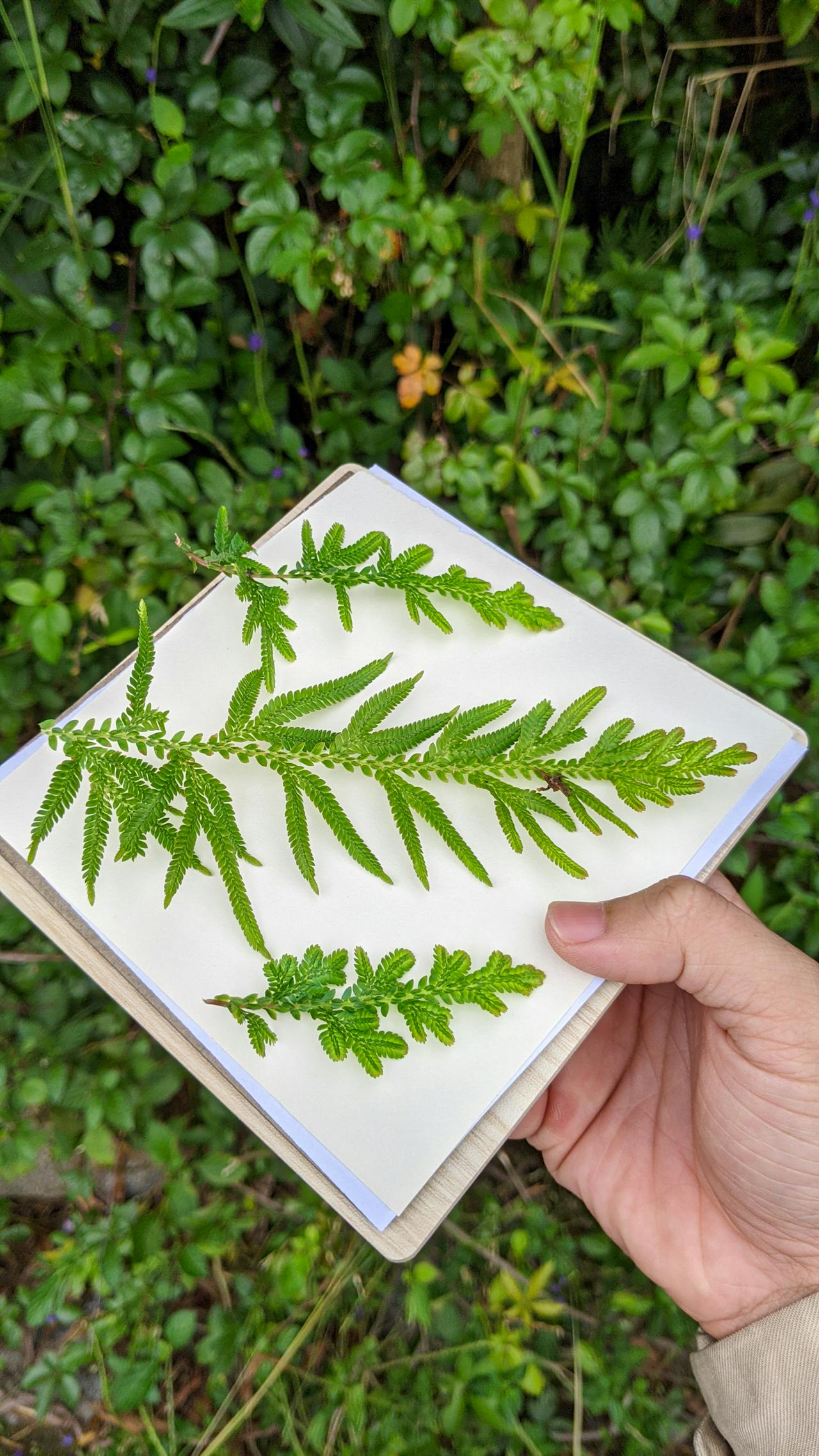 Đường xưa mây trắng | Chương 62